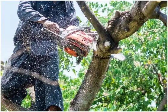 tree services Hermosa